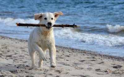 The Best Dog Friendly Beaches in the Illawarra