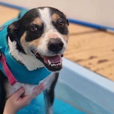 canine hydrotherapy pool wollongong