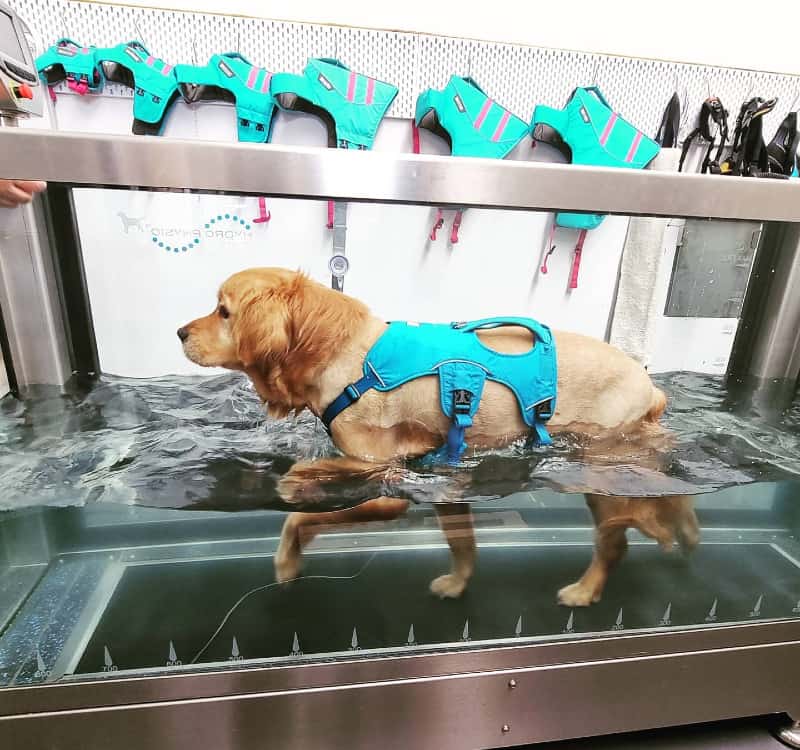 canine hydrotherapy near me