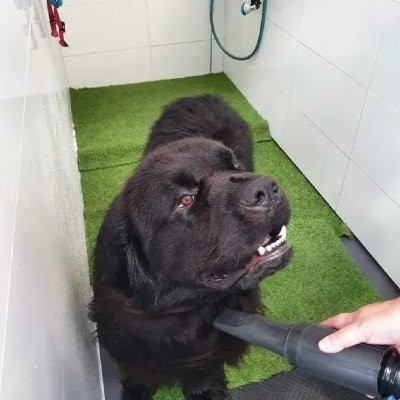 dog hydrotherapy wollongong