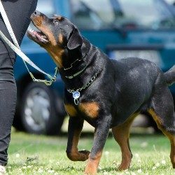 dog training illawarra