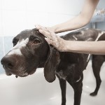 dog wash wollongong