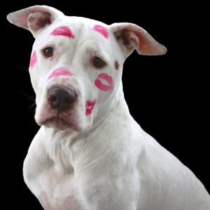 illawarra valentines day gift