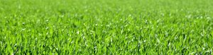 lawn mowing in vista park